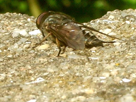Tafani